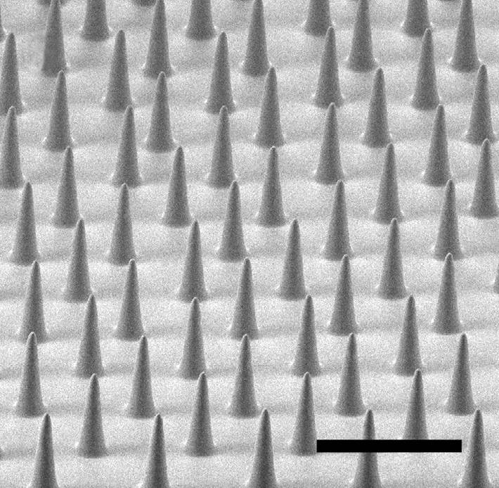 Los cactus inspiran una técnica para limpiar el agua