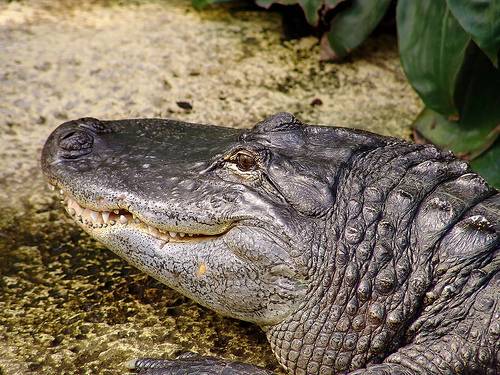 Los cocodrilos, como los dinosaurios, logran sobrevivir a bajos niveles de oxígeno dilatando sus pulmones