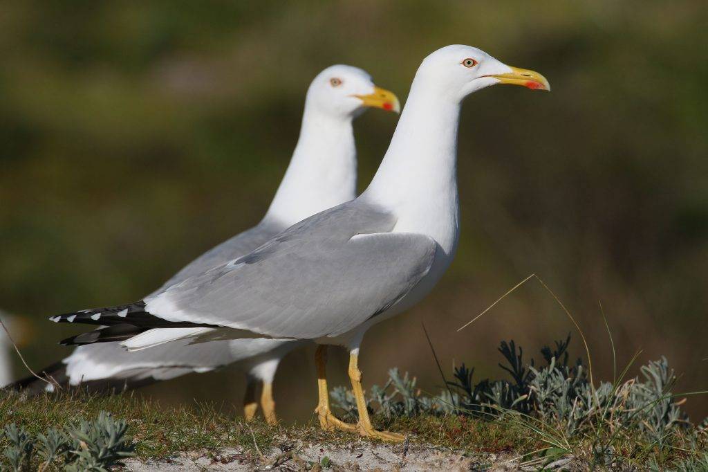 Los excrementos de gaviota alteran el ciclo de nutrientes del planeta