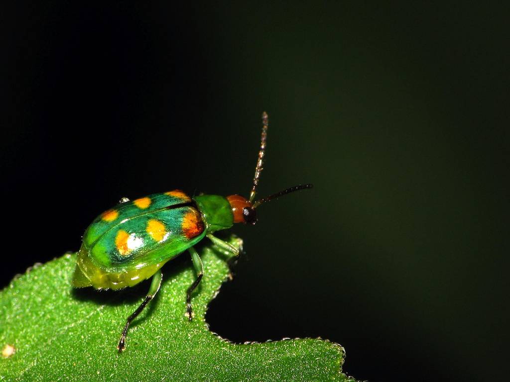 Los insectos dedican menos tiempo y esfuerzo al sexo en las horas previas a una tormenta