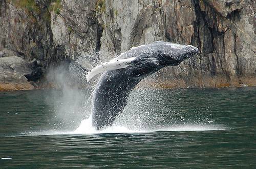 Los murciélagos y las ballenas comparten un mismo mecanismo molecular para orientarse