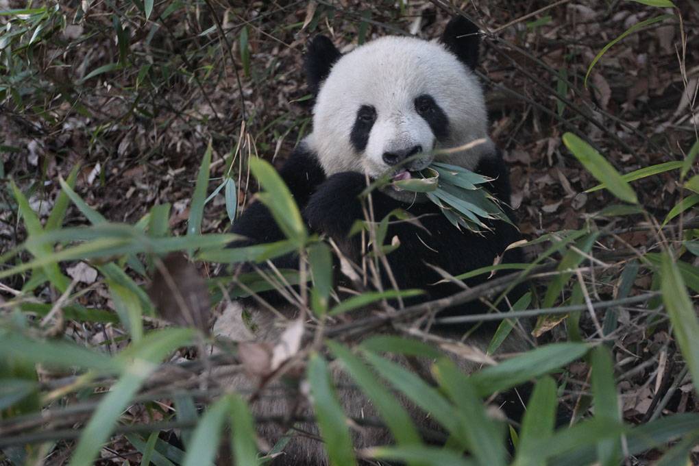 Los pandas gastan menos energía para permitirse una dieta a base de bambú