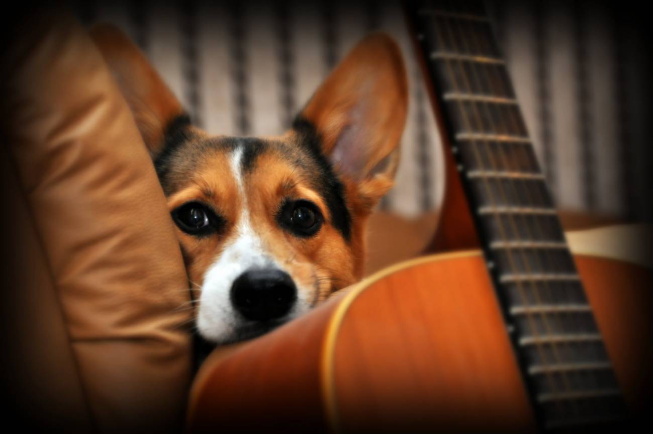Los perros distinguen los diferentes componentes del habla humana