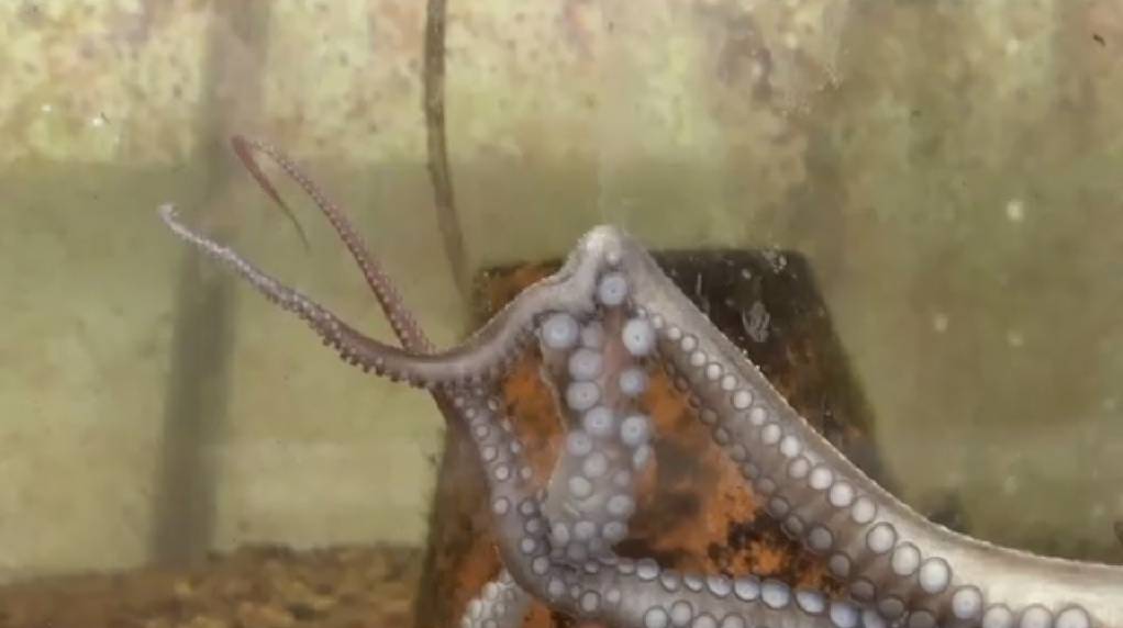 Pulpo utilizado en el experimento.