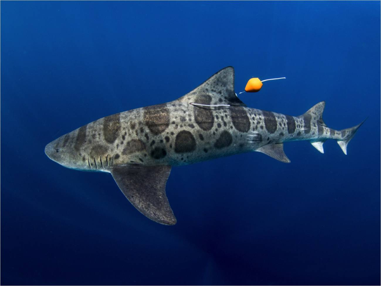 Los tiburones leopardo navegan con la nariz