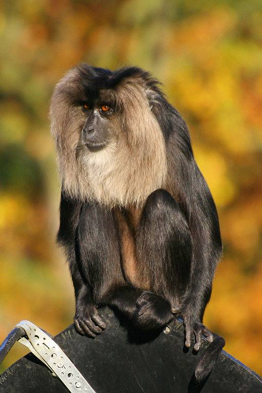Macaco de cola de león 