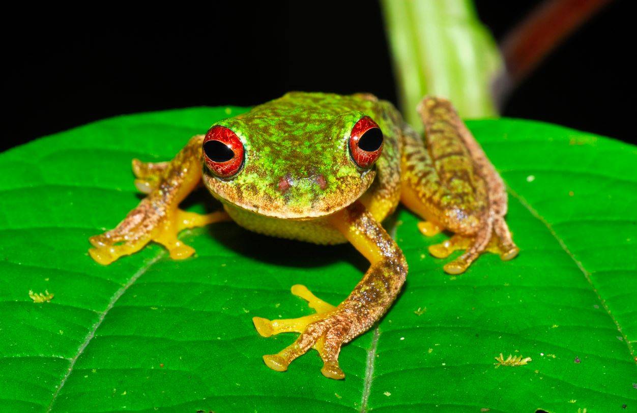 Más de 90 especies de anfibios se han extinguido por un hongo 