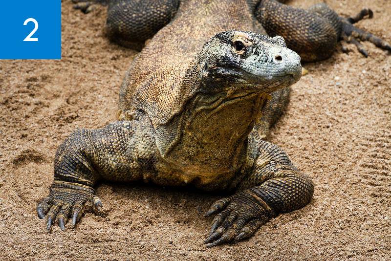 Nueva especie cretácica de lagarto en Cuenca