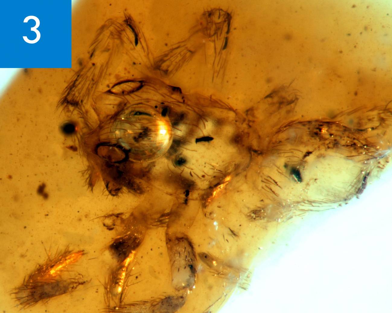 Nueva especie extinta de araña encontrada en un ámbar en Teruel