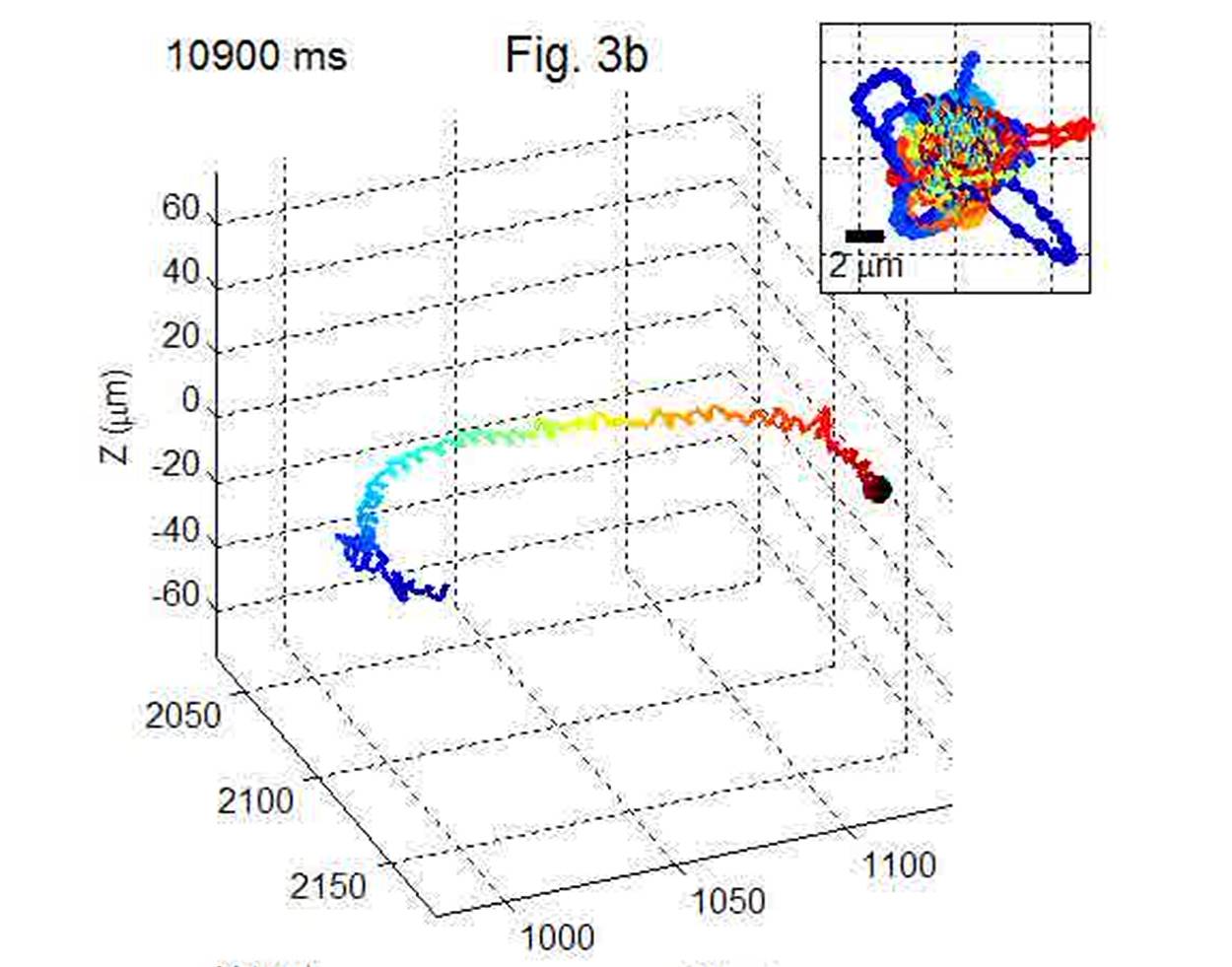 Con la nueva técnica se pueden  visualizar fácilmente más de 1.500 espermatozoides en tres dimensiones en un único experimento. Imagen: Universidad de California