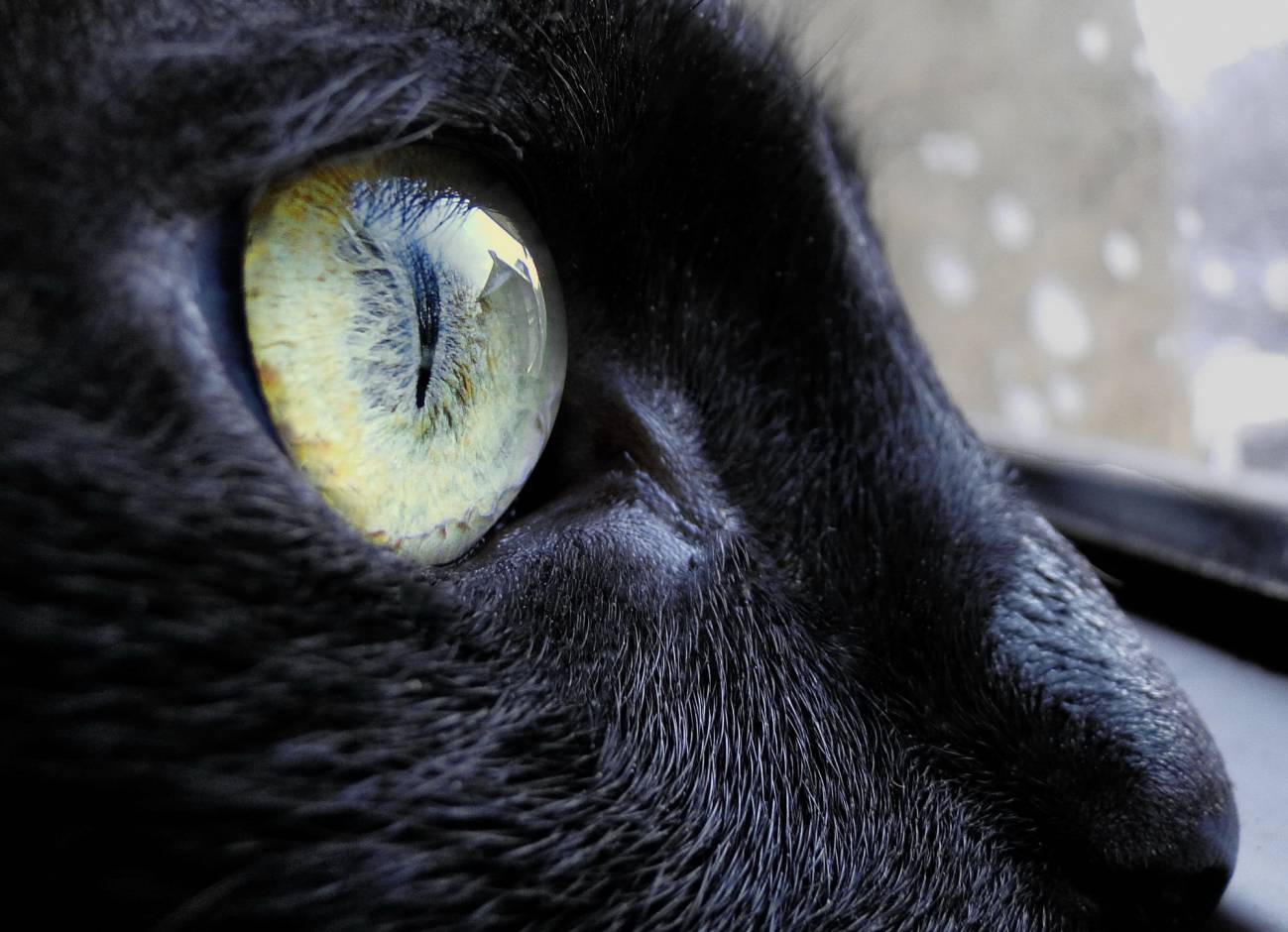 gato