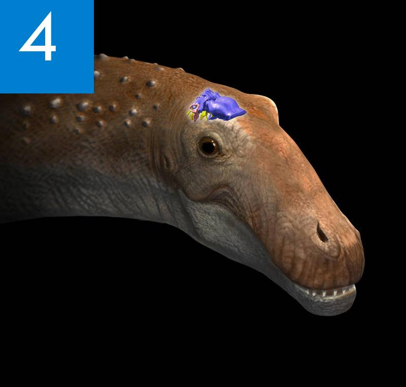 Primer dinosaurio Ampelosaurus de la península 