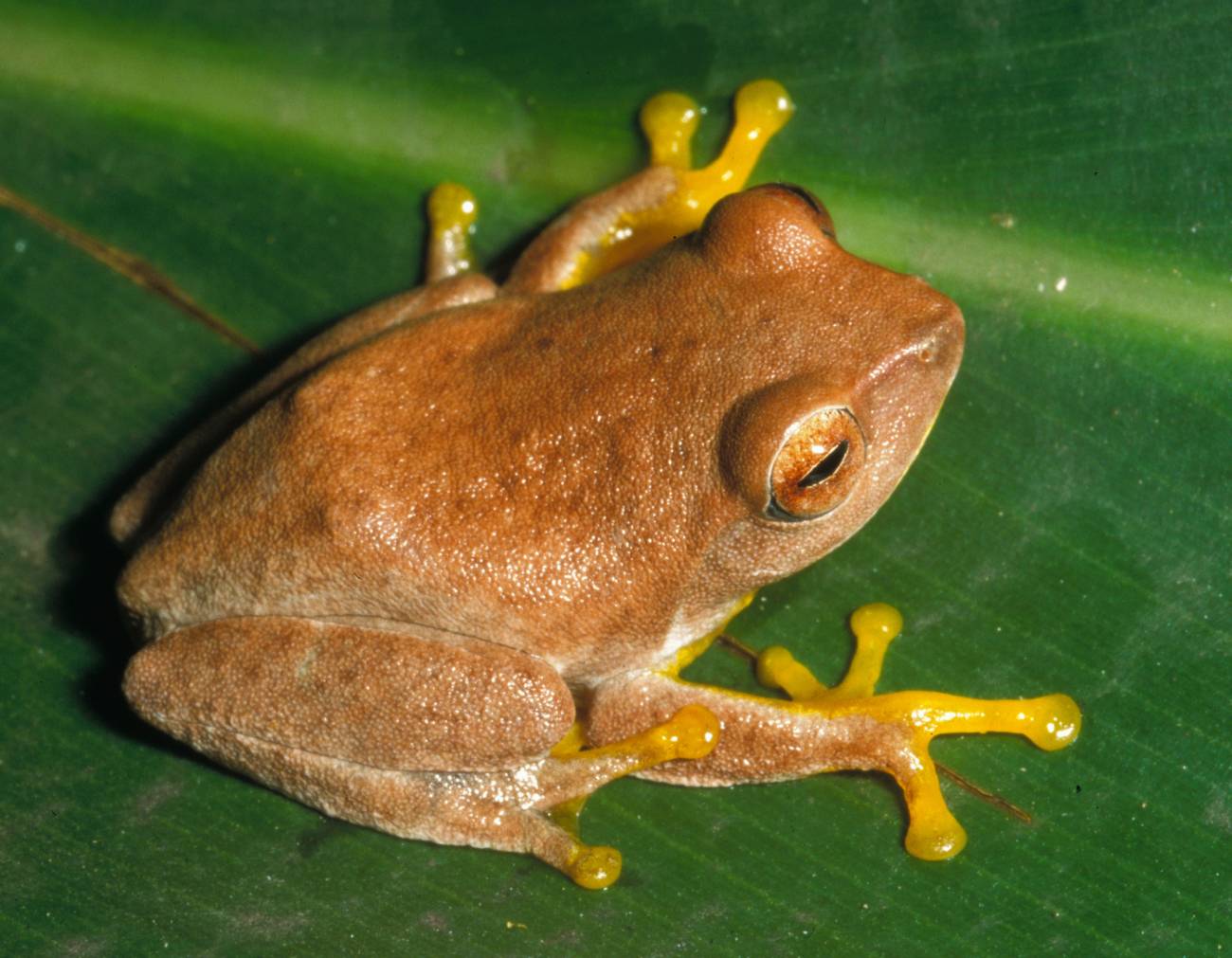 Rana Philautus hoffmanni 