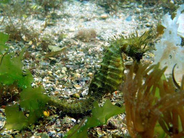 Reintroducen por primera vez en el mundo caballitos de mar criados en cautividad