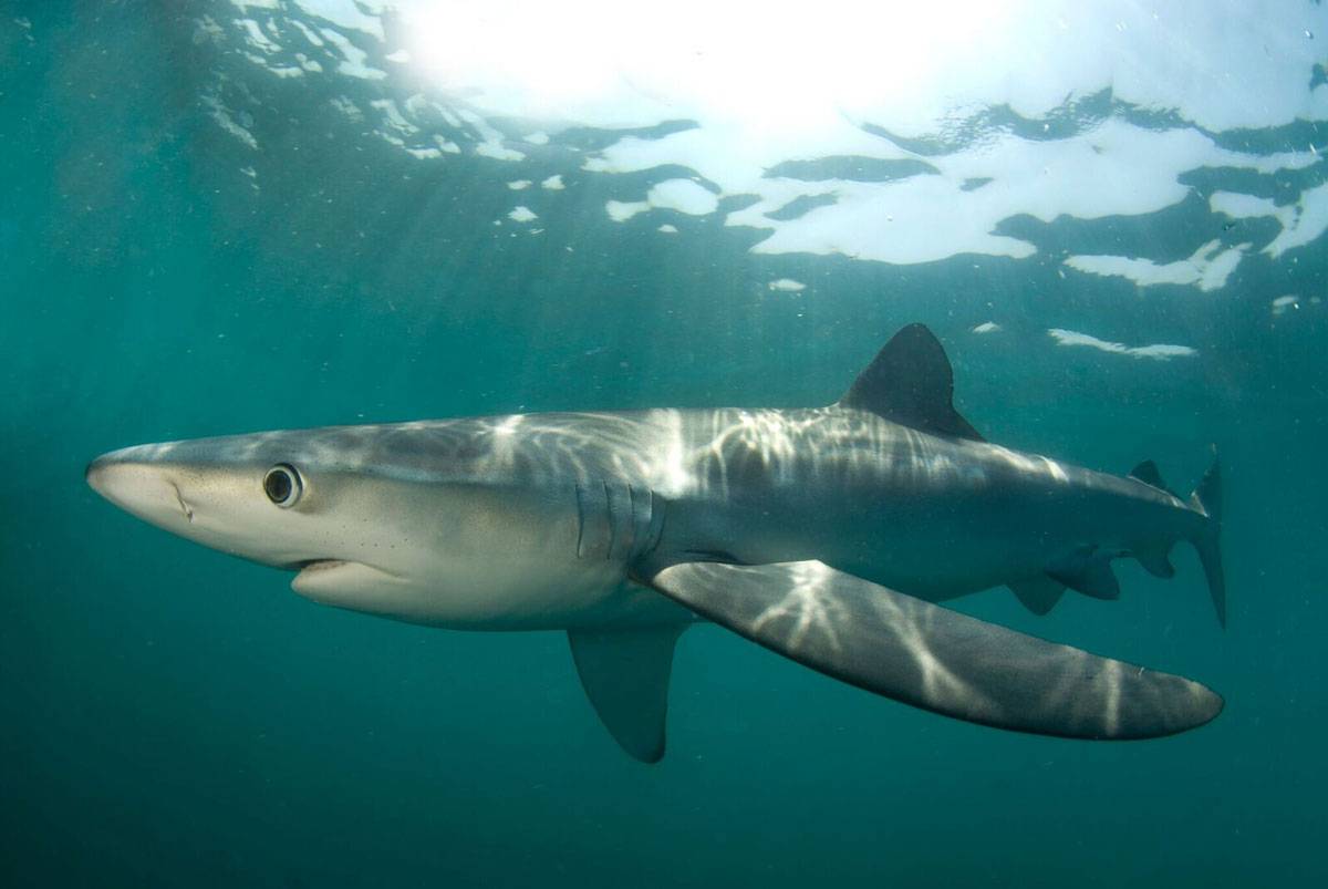 Tiburones en riesgo de sobrepesca