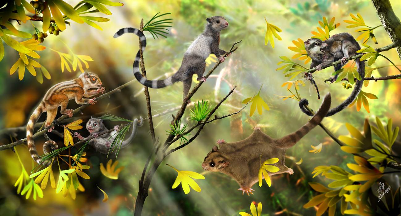 Tres nuevas especies de ardillas extintas dan claves sobre el origen de los mamíferos