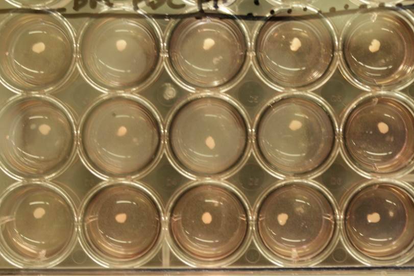 Los investigadores creen que en unos diez años se podrán comenzar las pruebas clínicas en humanos. / Takanori Takebe