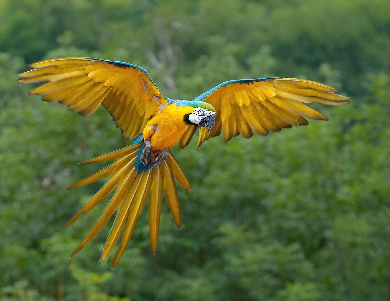 Un 28% de las especies de loros, en estado crítico de conservación 