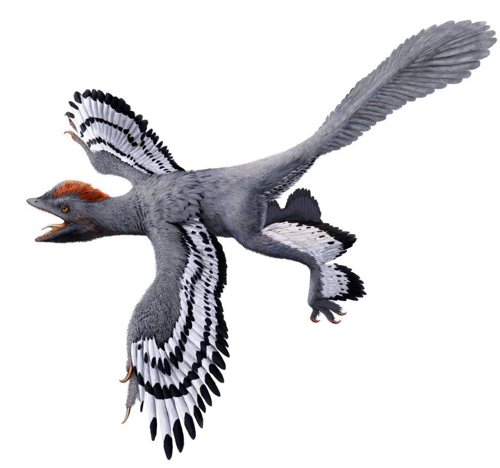 Un dinosaurio con características propias de las aves modernas