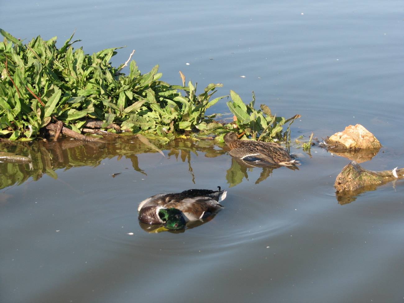 Un estudio muestra el riesgo de verter aguas residuales en los humedales