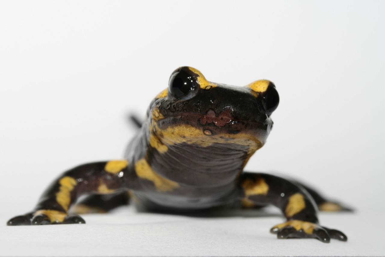 Un hongo asiático letal amenaza a las salamandras y los tritones europeos