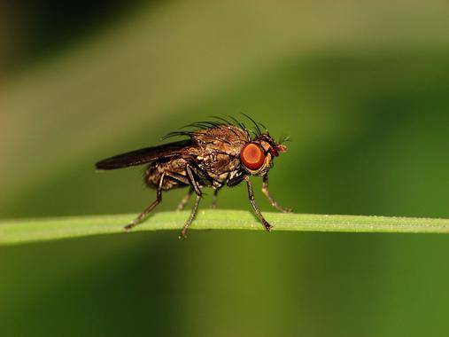 Mosca Drosophila