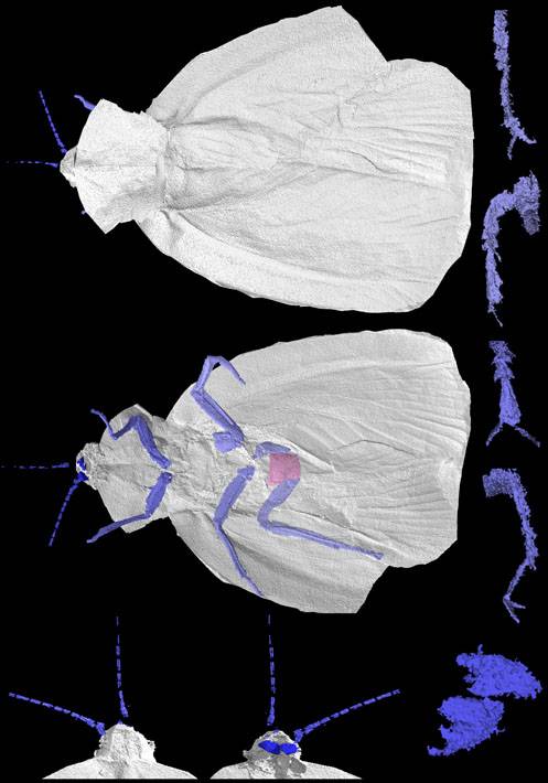 Un nuevo modelo en 3D retrata al antepasado fósil de la cucaracha 