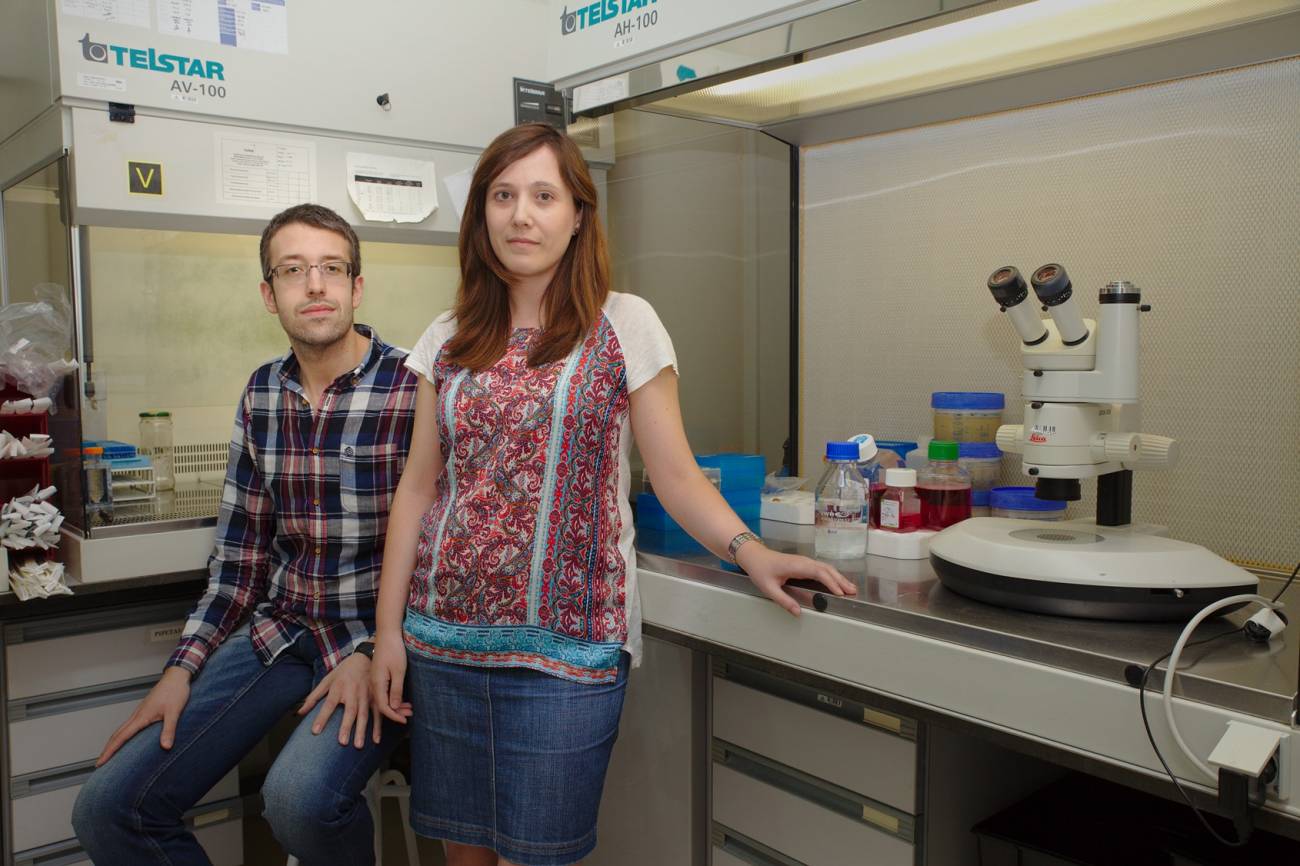 Un nuevo supresor tumoral relaciona cáncer y envejecimiento en el sistema hematopoyético