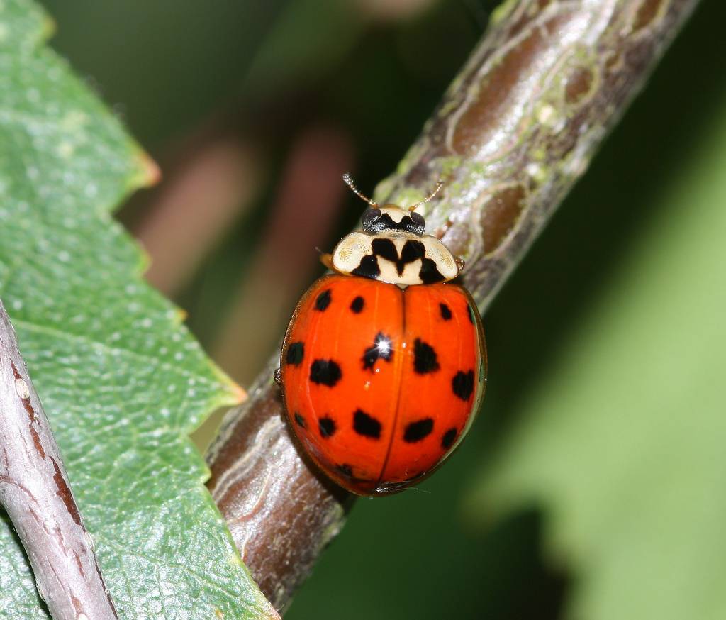 Harmonia axyridis o mariquita arlequín. / Deanster 1983 