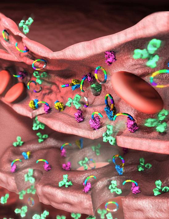 Un péptido ayuda a los fármacos contra el cáncer a atacar el corazón del tumor
