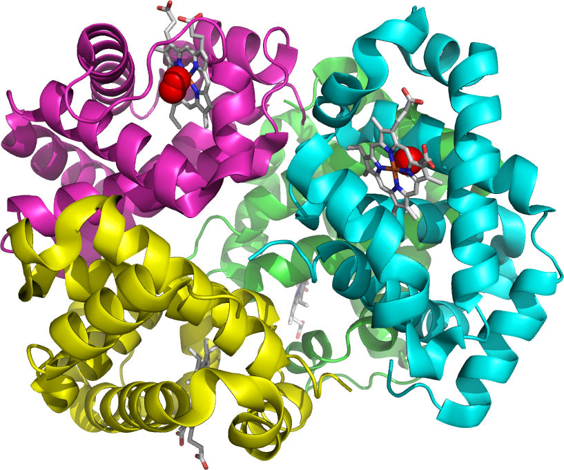 Un tipo de macromolécula biológica