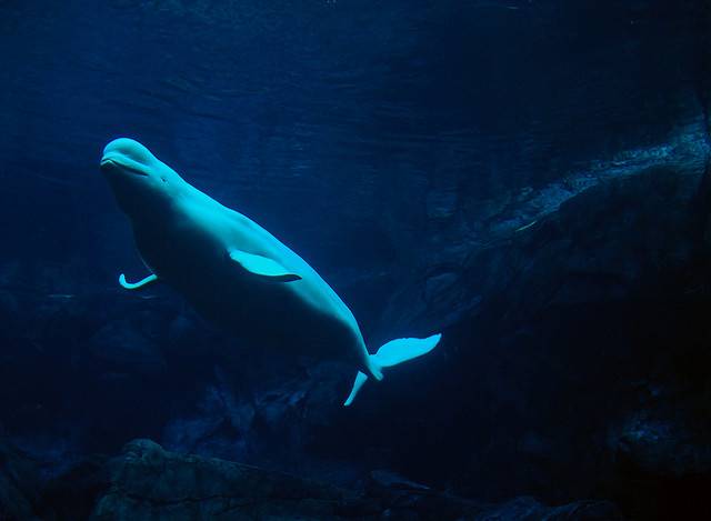 Una ballena imita el sonido de la voz humana.
