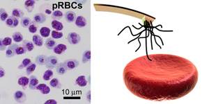 Una estrategia prometedora para combatir la malaria