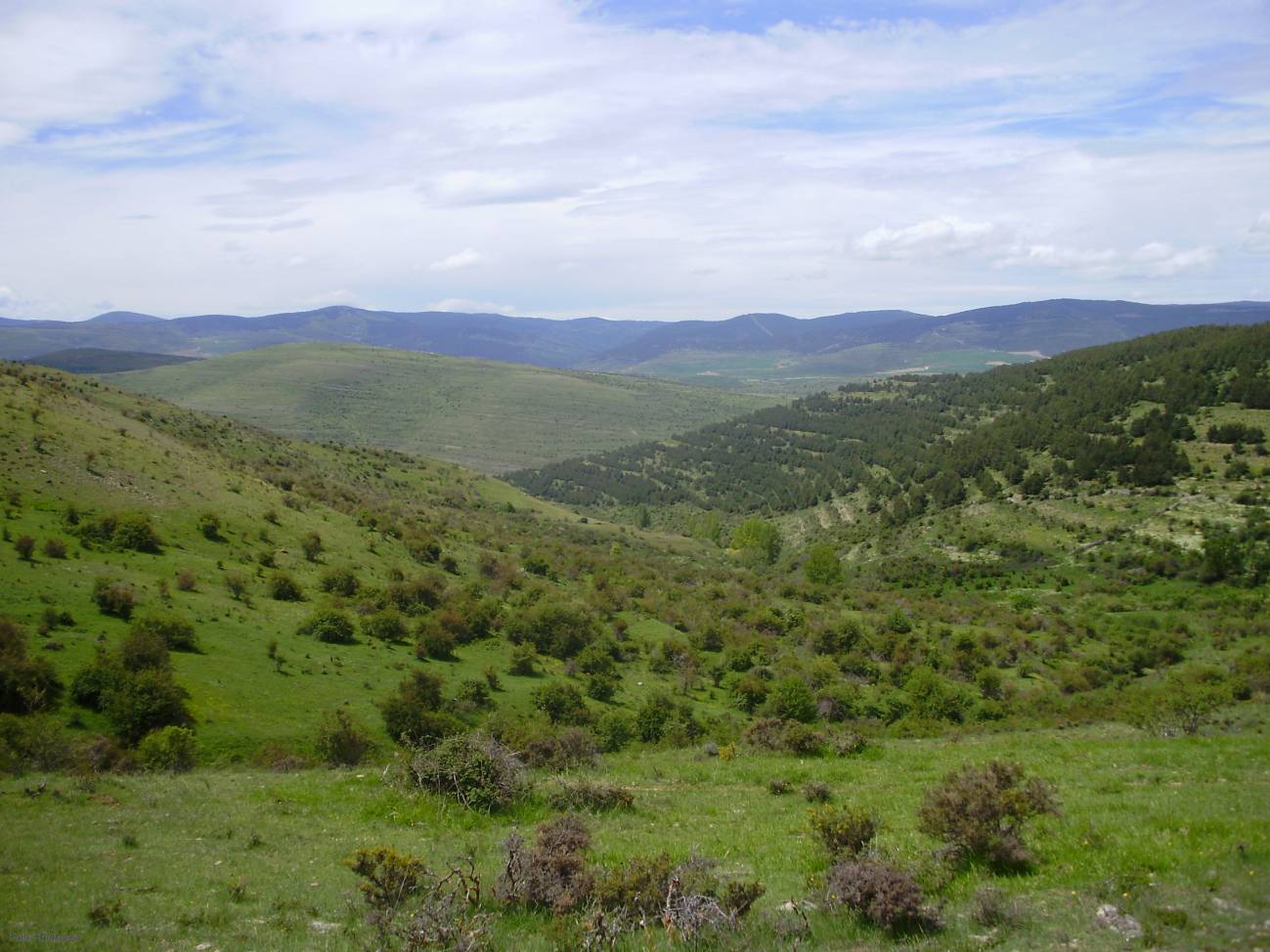 Una herramienta predice la producción de los bosques de pino carrasco