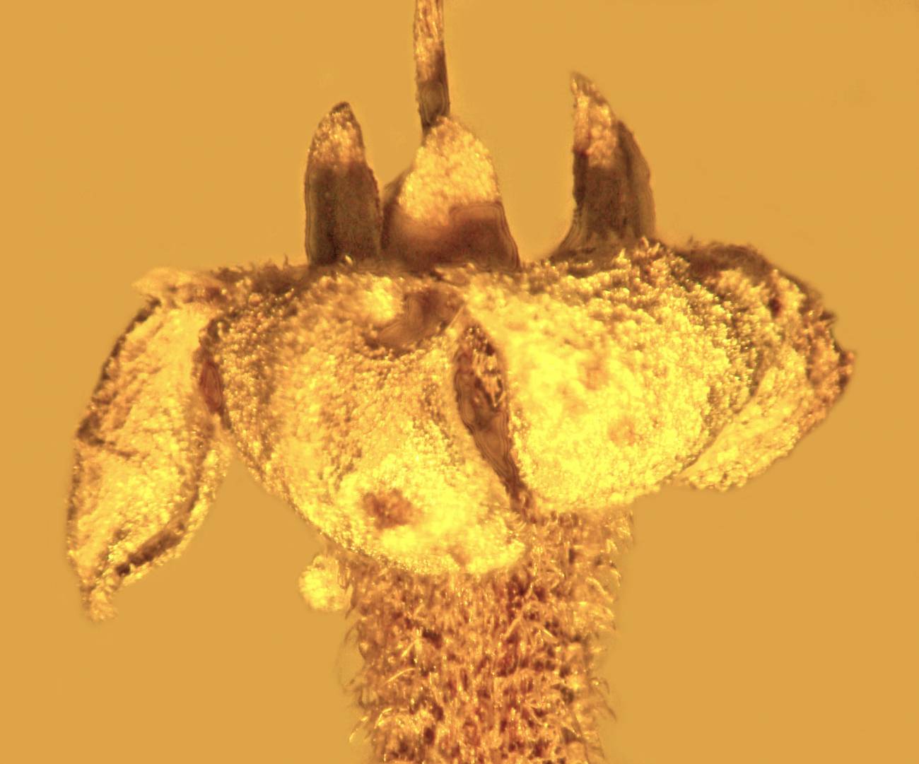 Una nueva especie de planta antigua hallada en ámbar