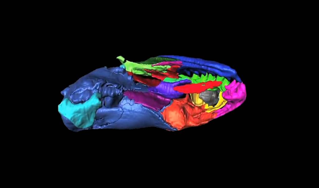 Reproducción en 3D del cráneo.