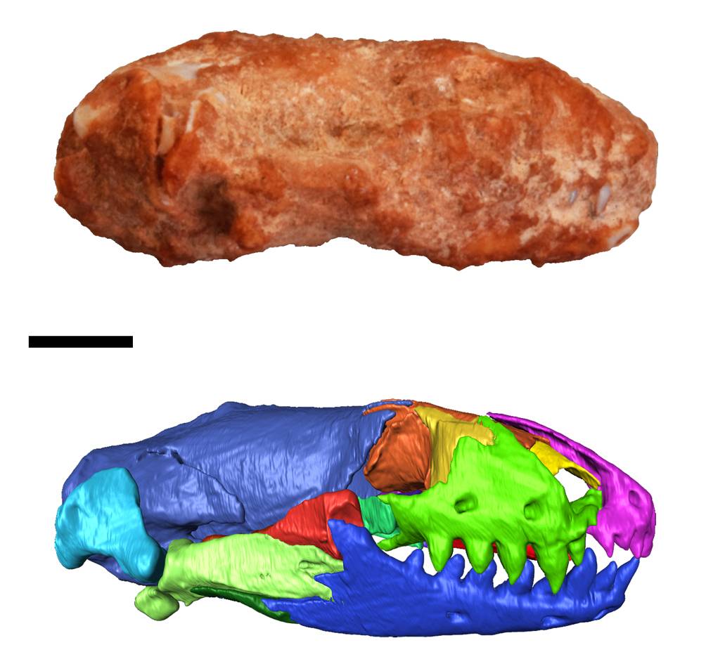 Una nueva especie ilumina la evolución de las culebrillas ciegas en Europa