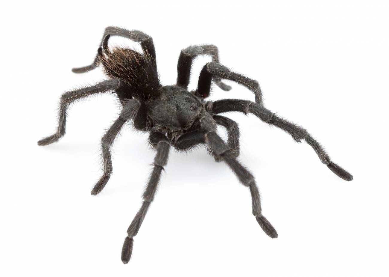 Una nueva tarántula bautizada en honor a Johnny Cash
