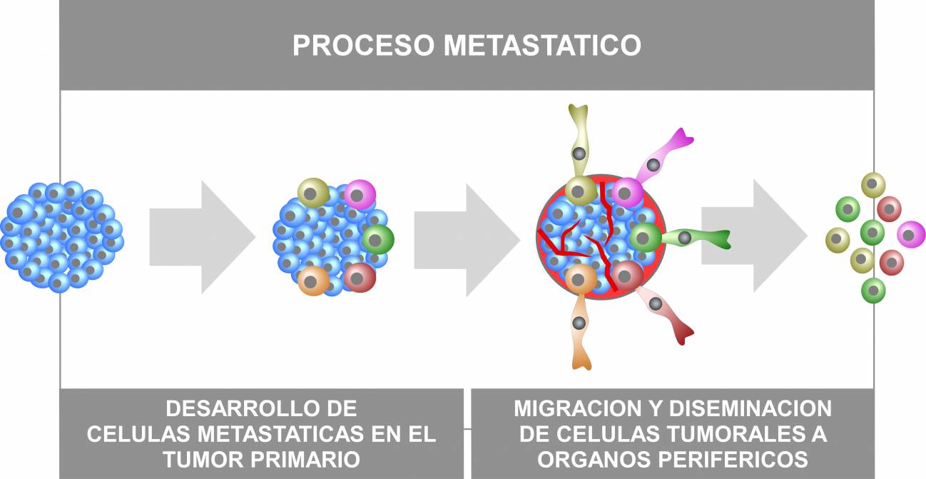 Dibujo esquemático del proceso metastásico. Imagen: CIC
