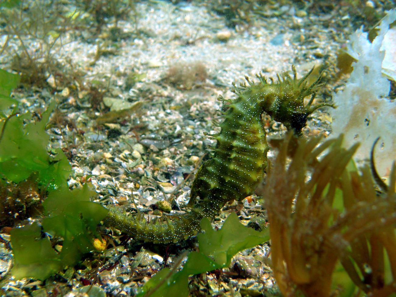 Caballito de mar en la ría de Arousa