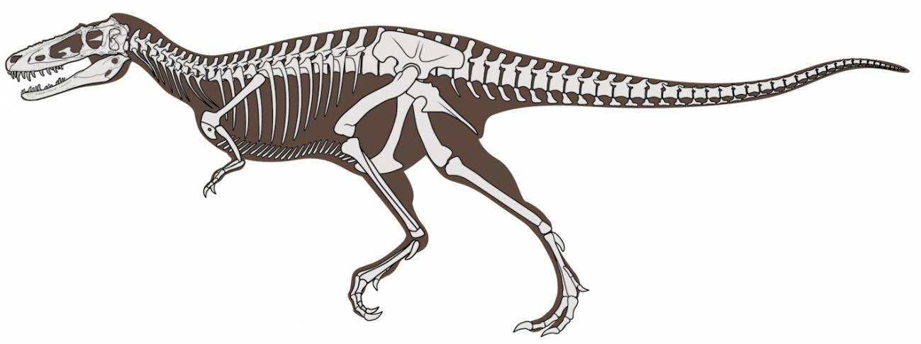 Desarrollan el árbol evolutivo de los tiranosaurios