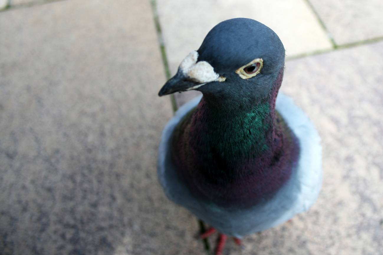 Desarrollan un ‘neurolector’ que analiza los cerebros de las palomas en vuelo