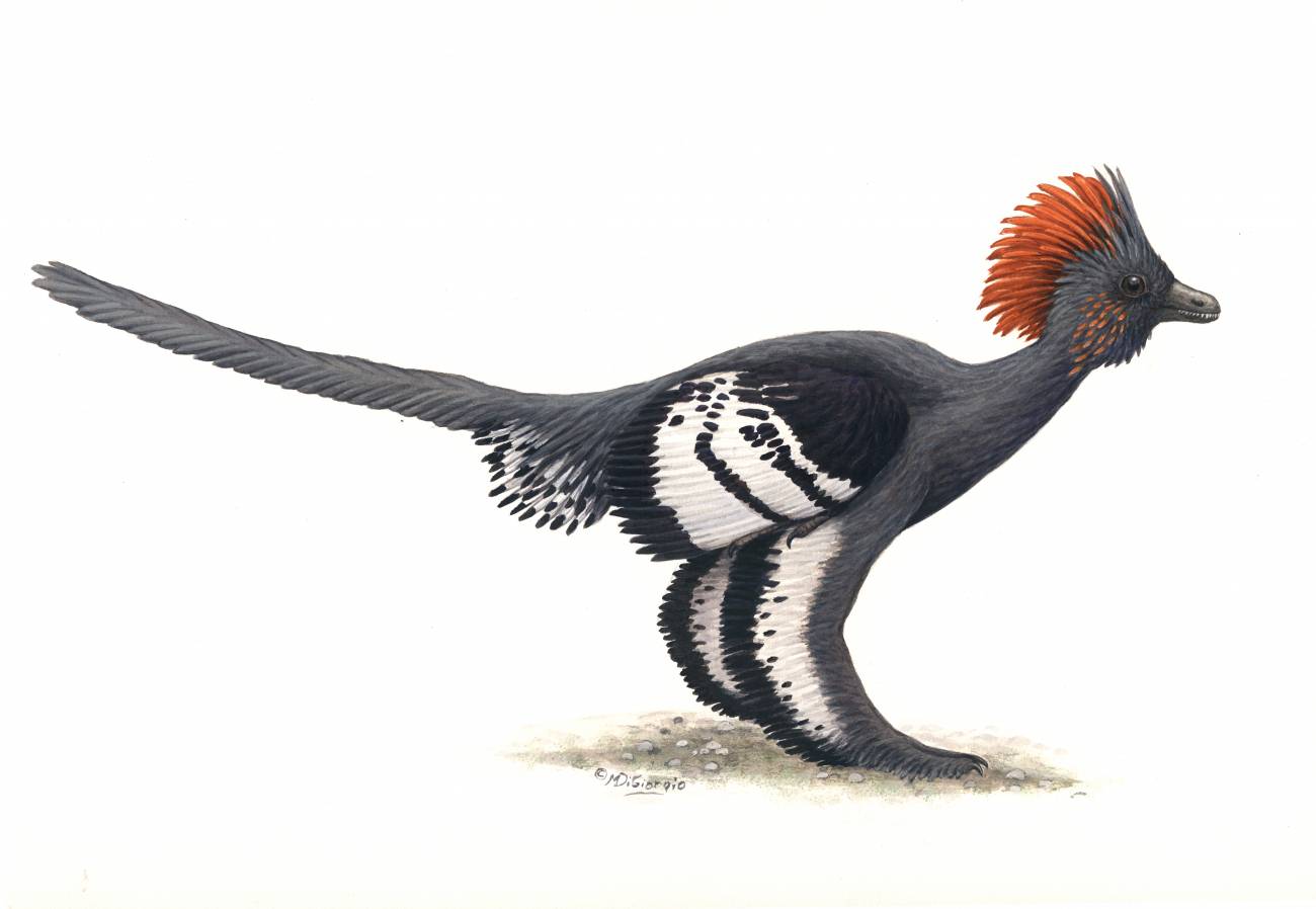 Descubren por primera la coloración completa del plumaje de un dinosaurio