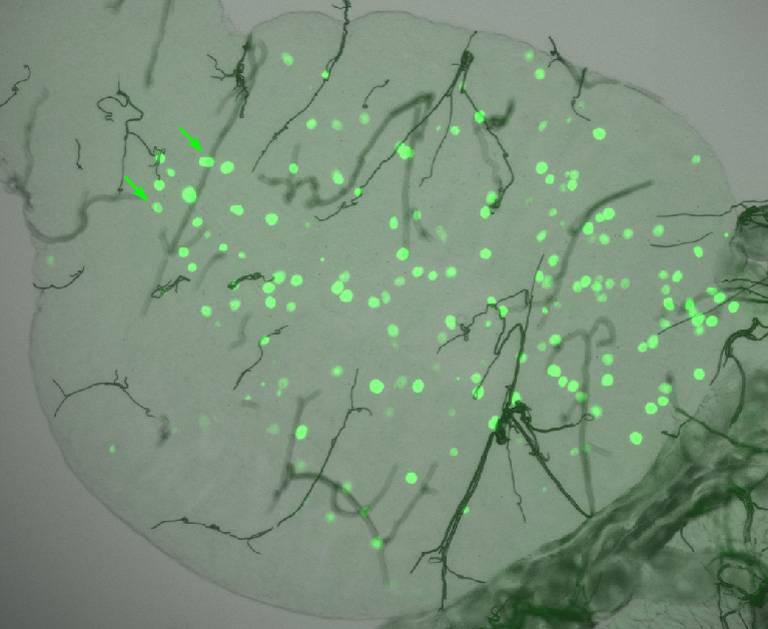 Desvelan los secretos de la malaria a través de los genes de los mosquitos