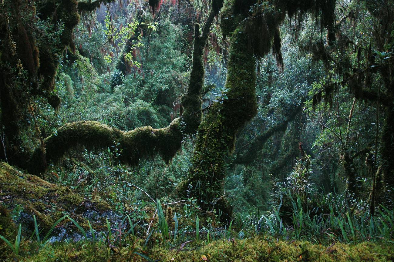 Bosque tropical en el sureste de Perú donde se pueden encontrar especies de lagartos. 