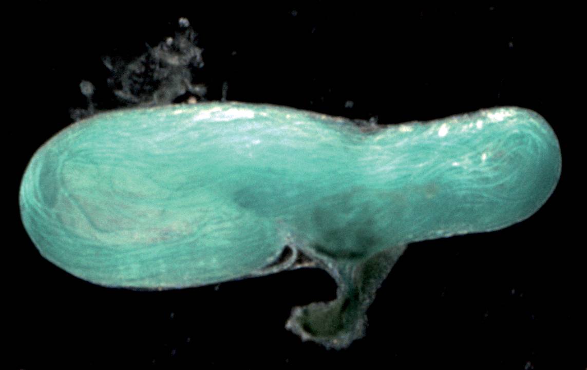 El esperma gigante como estrategia evolutiva (y II)