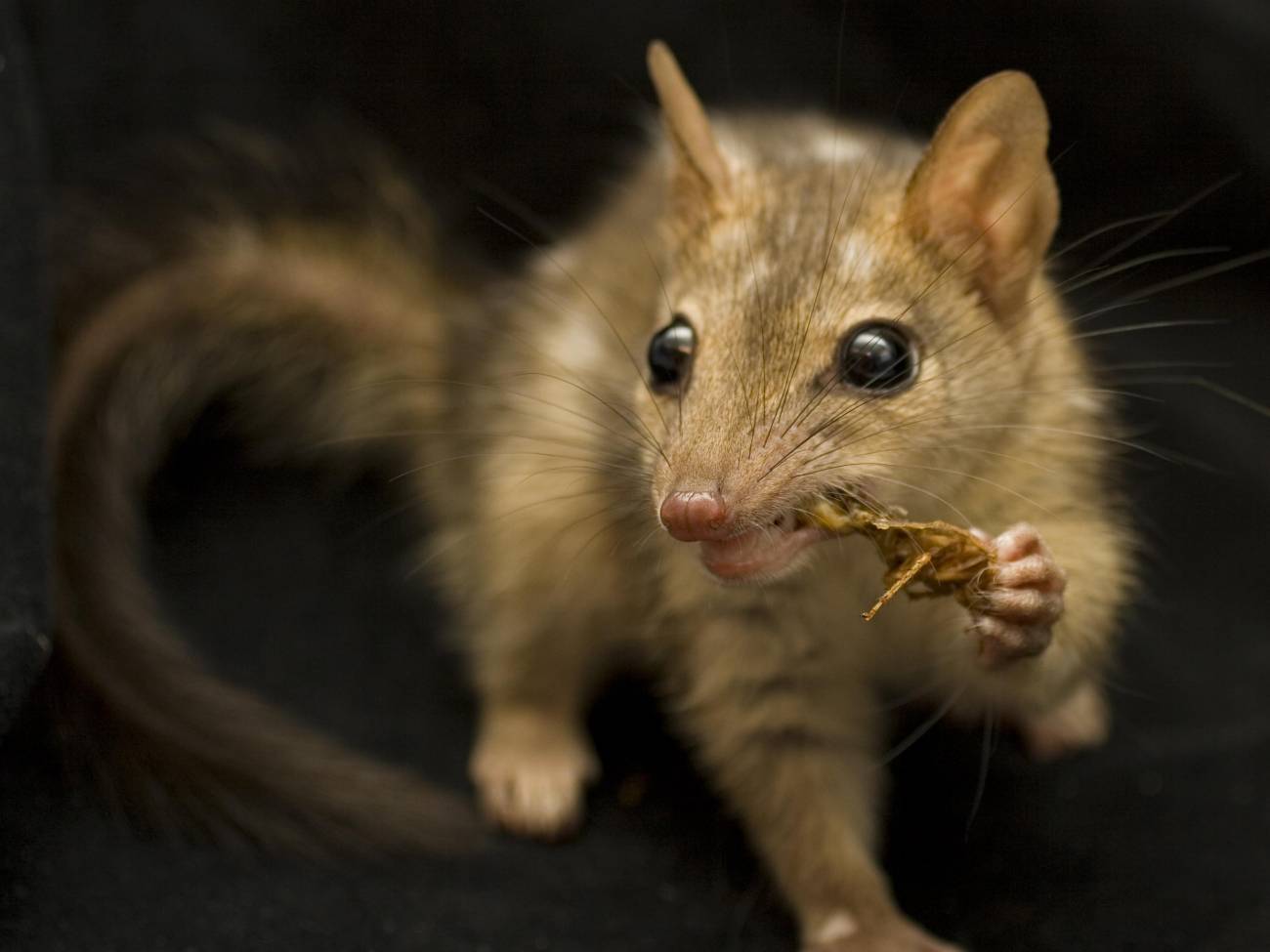 Enseñan a una especie de marsupial a no comer presas tóxicas