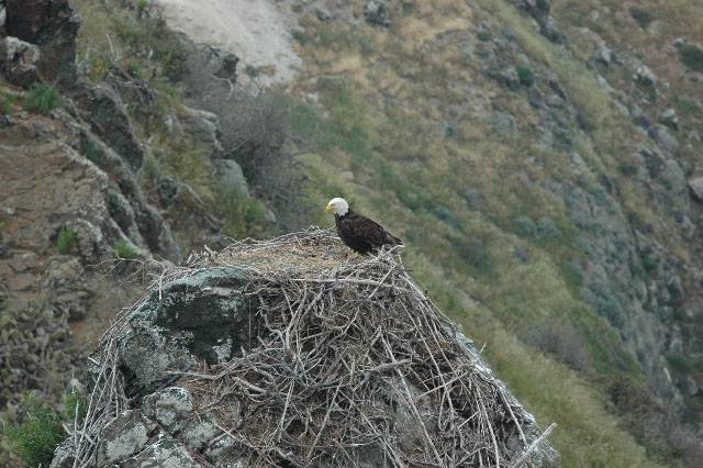 Estudian la dieta del águila calva para mejorar su conservación
