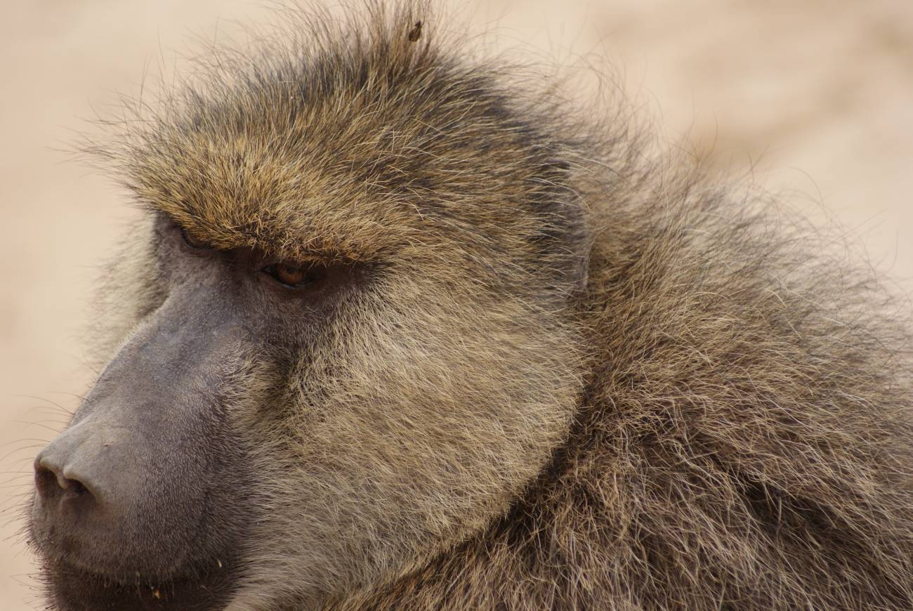 Estudian la evolución de un gen resistente a la malaria en primates salvajes