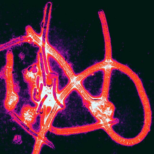 Hallan virus Ébola Reston en cerdos